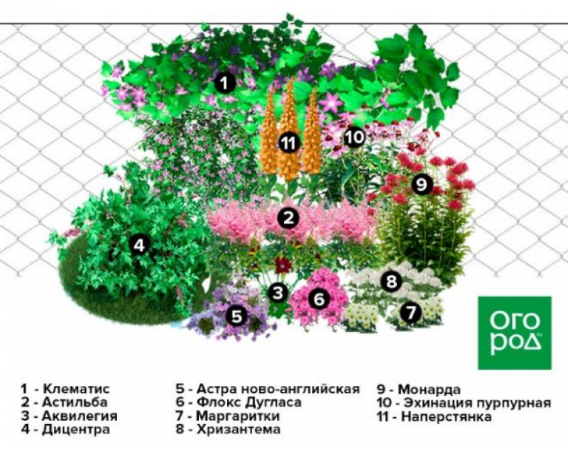 Клумба с цветами фото и схемы посадки