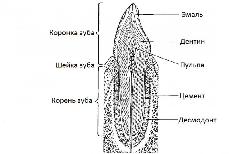 Зубы барана схема