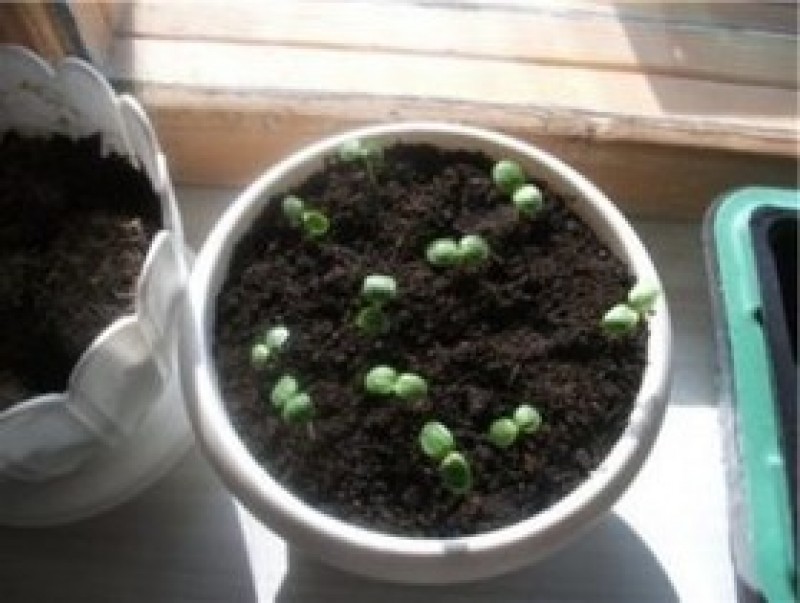 бальзамин комнатный рассада. бальзамин посев семян на рассаду. ростки бальзамина уоллера. бальзамин садовый выращивание из семян на рассаду. бальзамин цветок рассада.