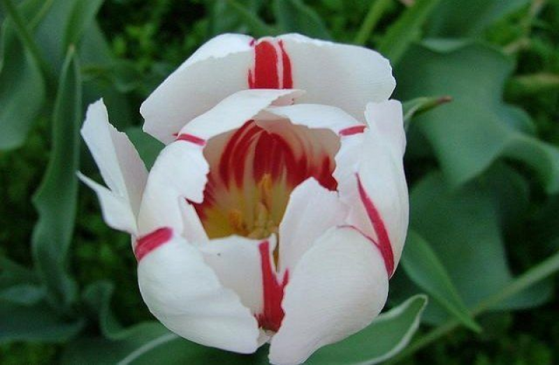 Болезни тюльпанов пестролистность фото и лечение