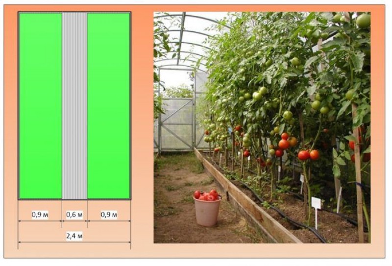 Оптимальная ширина грядки в теплице