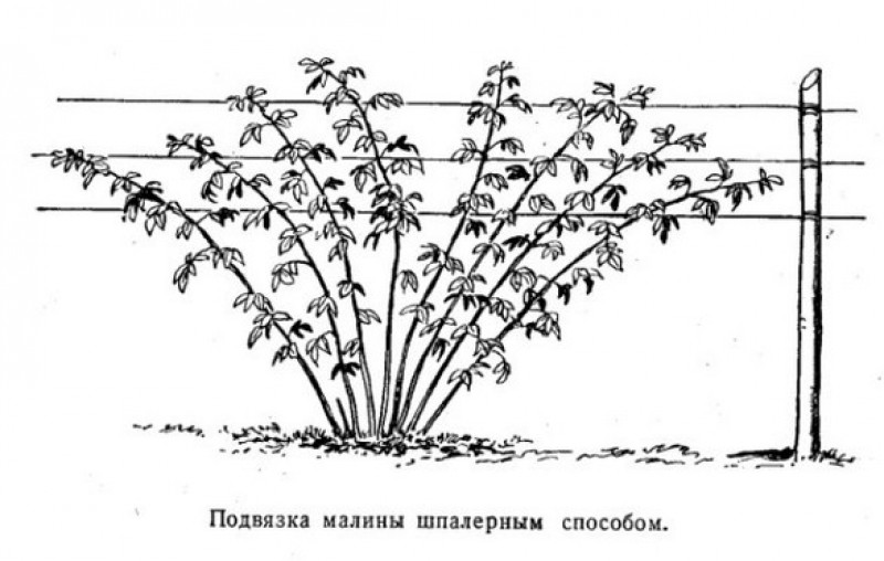 Схема подвязки малины