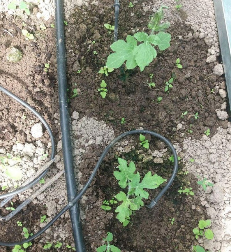 Как часто поливать рассаду арбузов. Мульчирование арбузов в открытом грунте. Как часто поливать рассаду арбузов. Посадка арбузов на рассаду. Арбуз в огороде.