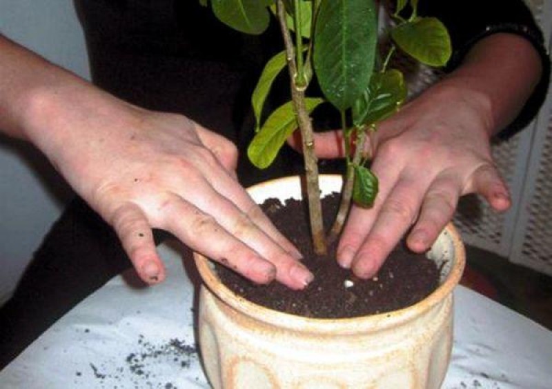 лимон из косточки. пересадка молодого лимона. посадка в горшок лимонного дерева. пересадка лимона. перевалка лимона комнатного.