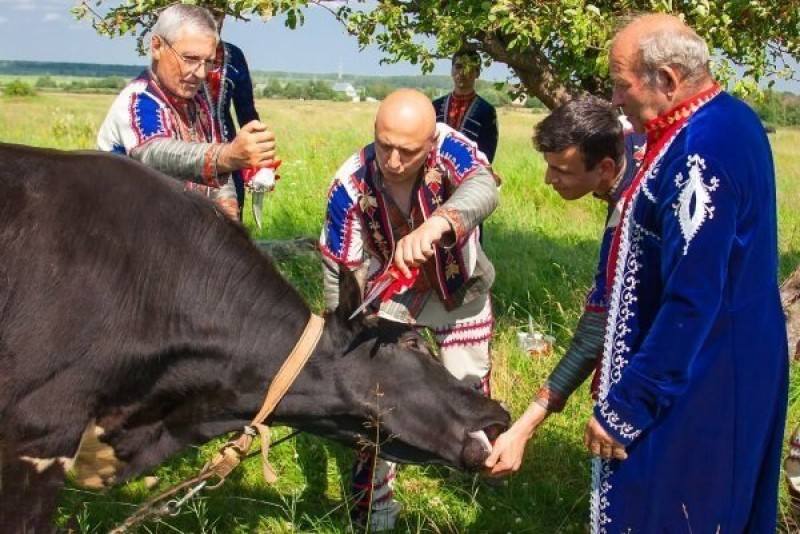 Технология убоя животных.