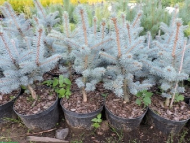 Пихта живая изгородь. Ель голубая сеянец р9. Поливают елку. Елки на участке. Голубая ель росток.