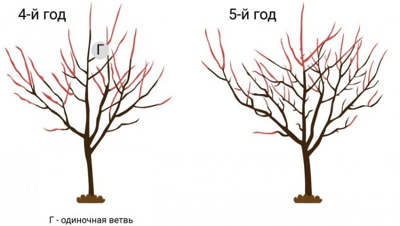 Обрезка в последующие годы