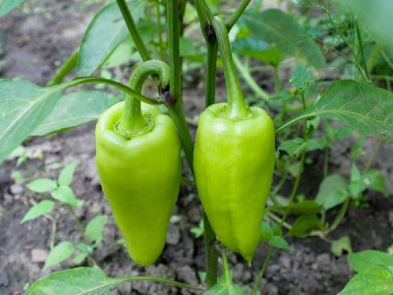 Перец подарок лета. Перец сладкий мамонтенок (сибирский сад),. Болгарский перец купец. Купчиха перец. Перец купец сибирский сад.