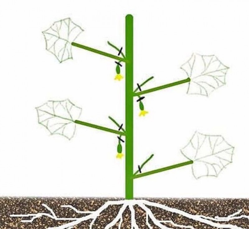 Огурцы на шпалере в открытом грунте схема формирования