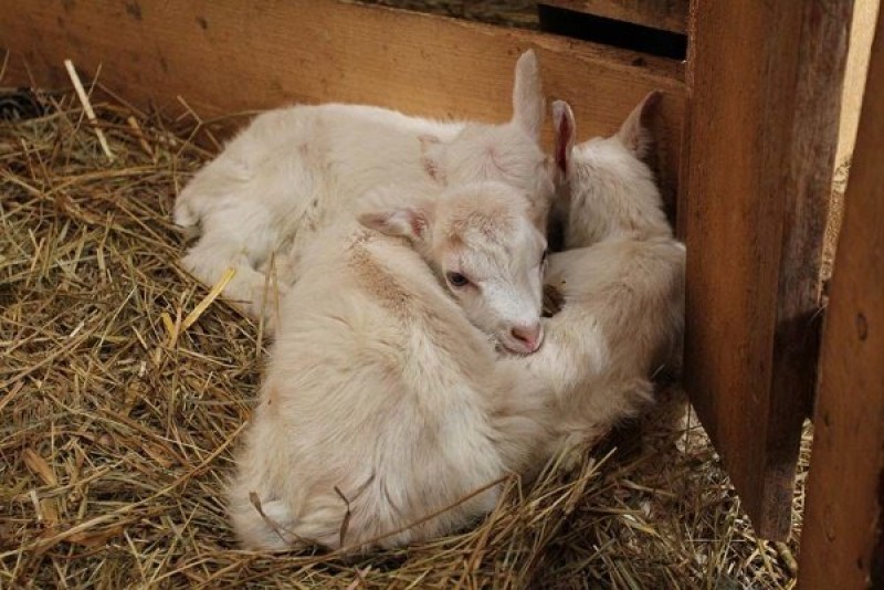 козы. чем лечить козлят. заболевания кожи у козла. чем лечить козлят. чем лечить козлят.