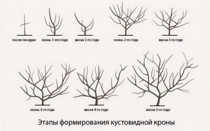 Формировка кроны яблони