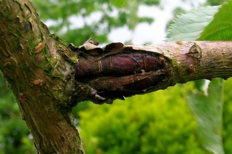 Морозобоины коры плодовых. Бактериальный некроз коры яблони. Морозобоины коры плодовых. Альтернариоз яблони ствол. Ожоги деревьев.