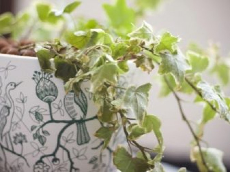 Болезни плюща комнатного. Плющ комнатный листья вянут. Сохнут листья плюща. Заболевания плюща. Хедера минт колибри.