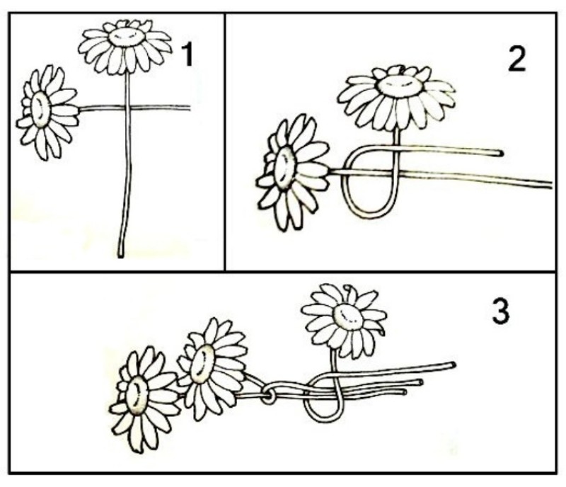 Как сплести венок из ромашек. Плетение венка из одуванчиков пошагово. Схема плетения венка из цветов. Схема по плетению венка из одуванчиков. Схема плетения венка из полевых цветов.