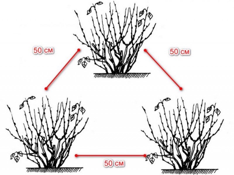 Расстояние между малиной при посадке схема