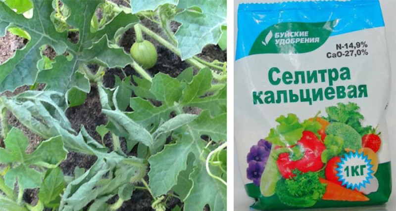 Схема выращивания дынь и арбузов в теплице. Подкормка арбузов. Удобрение для арбузов и дынь. Подкормка арбузов. Схема удобрения арбузов.