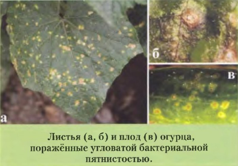 Болезни огурцов с картинками листьев