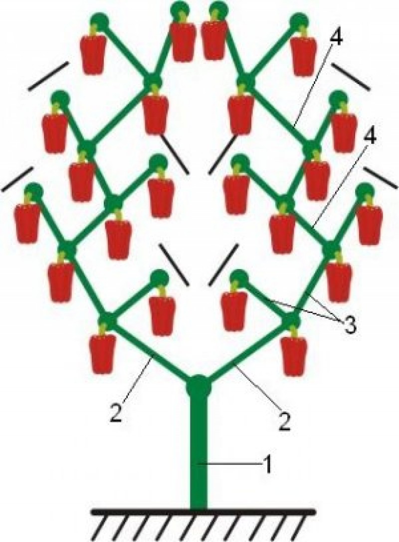 Схема пасынкования перца в теплице. Формировка перца в теплице схема. Схема формирования перца в теплице сладкого перца. Схема формирования куста перца в теплице. Схема формирования перца сладкого в открытом грунте.