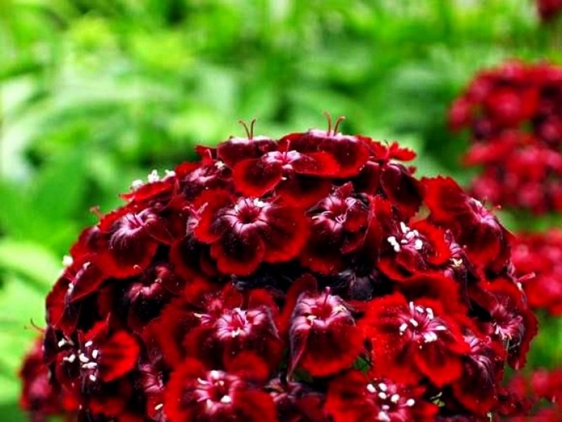 Диантус, гвоздика (турецкая). Гвоздика турецкая монпансье. Турецкая гвоздика многолетка. Диантус, гвоздика (турецкая). Гвоздика турецкая махровая.