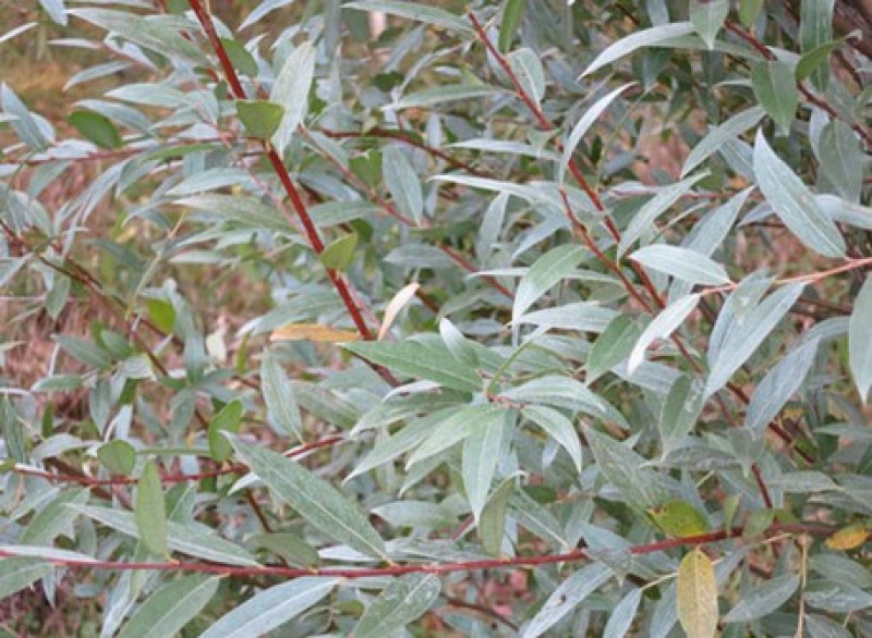 Ива с длинными узкими листьями фото и название