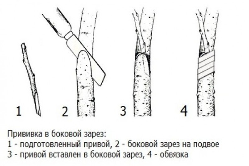 Прививка яблони весной для начинающих в картинках пошагово сверлом