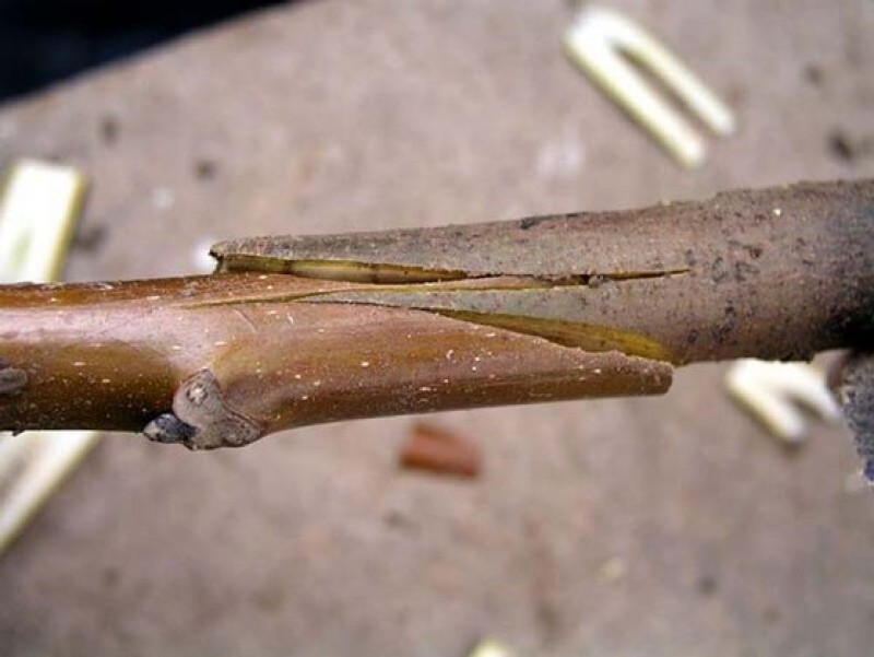 Прививка черенков плодовых деревьев. Прививка подвой привой. Прививка яблони подвой привой. Копулировка и окулировка. Привой подвой черенок.