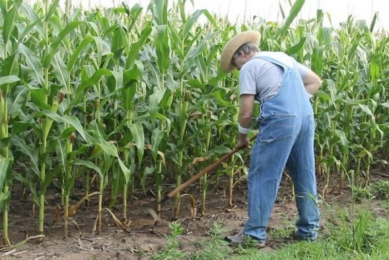 Как посадить кукурузу в огороде в открытый. Посев кукурузы. Посадка кукурузы. Кукуруза в огороде. Посадка кукурузы в огороде.