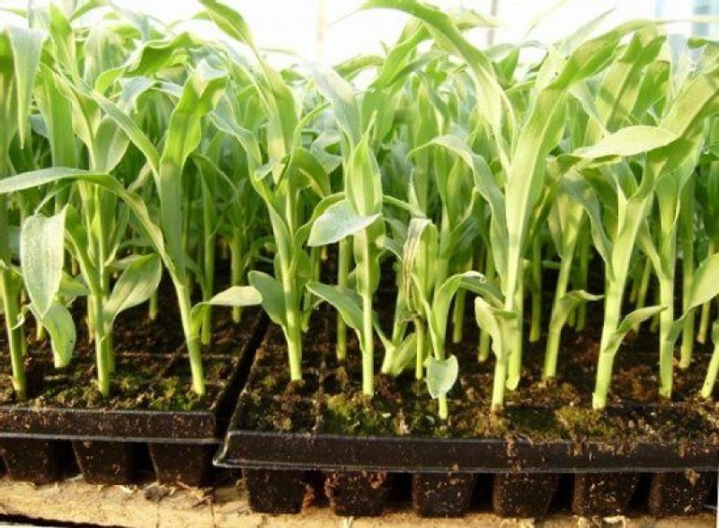 Как посадить кукурузу в огороде. Рассада кукурузы. Кукуруза сахарная рассадой. Кукуруза Земляничная рассада. Пикировка кукурузы на рассаду.