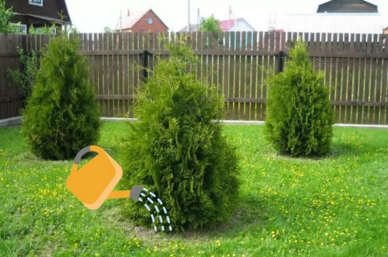 Какие туи не надо стричь