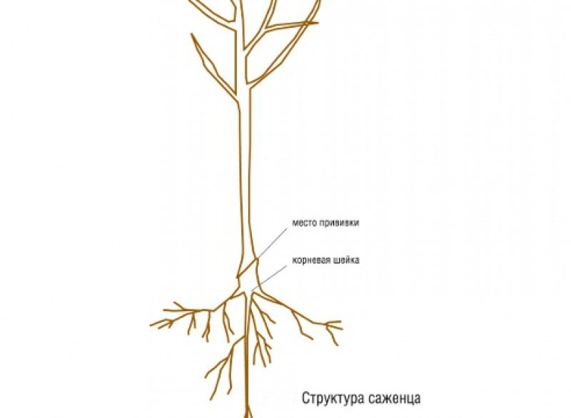 Корневая шейка у туи. Корневая шейка саженца малины что это такое. Корневая шейка у плодовых деревьев. Что такое шейка у саженца. Корневая шейка саженца малины что это такое.