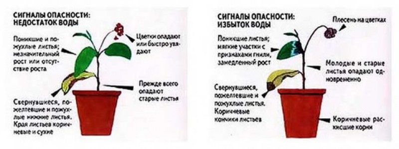 Что делать если плохо растешь. Недостаток влажности у растений. Недостаток воды для комнатных растений. Признаки нехватки воды у растений. Переизбыток влажности для растений.