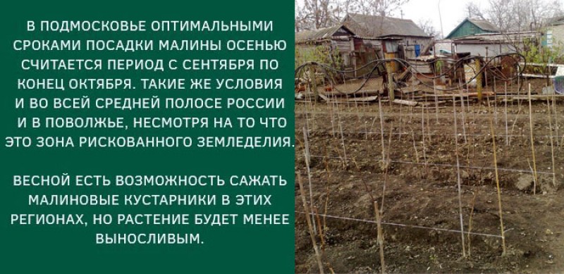 Посадка малины осенью на новое место. Малина каскад делайт. Посадка саженцев малины. Мульчирование ремонтантной малины. Где садить малину на участке.