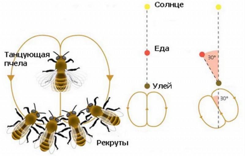 Танец пчёл