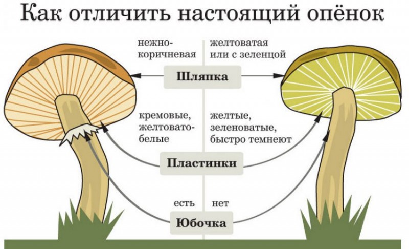 Как отличить опёнок от ложного