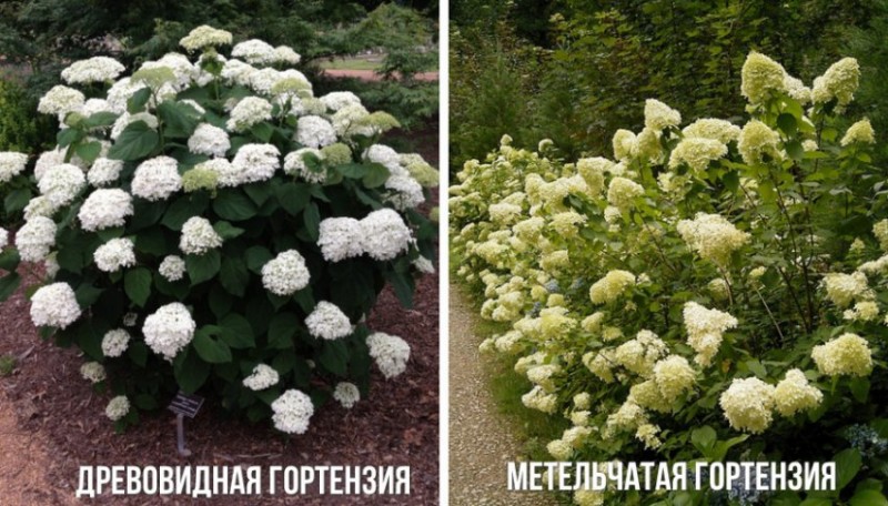 Посадка рододендронов группами