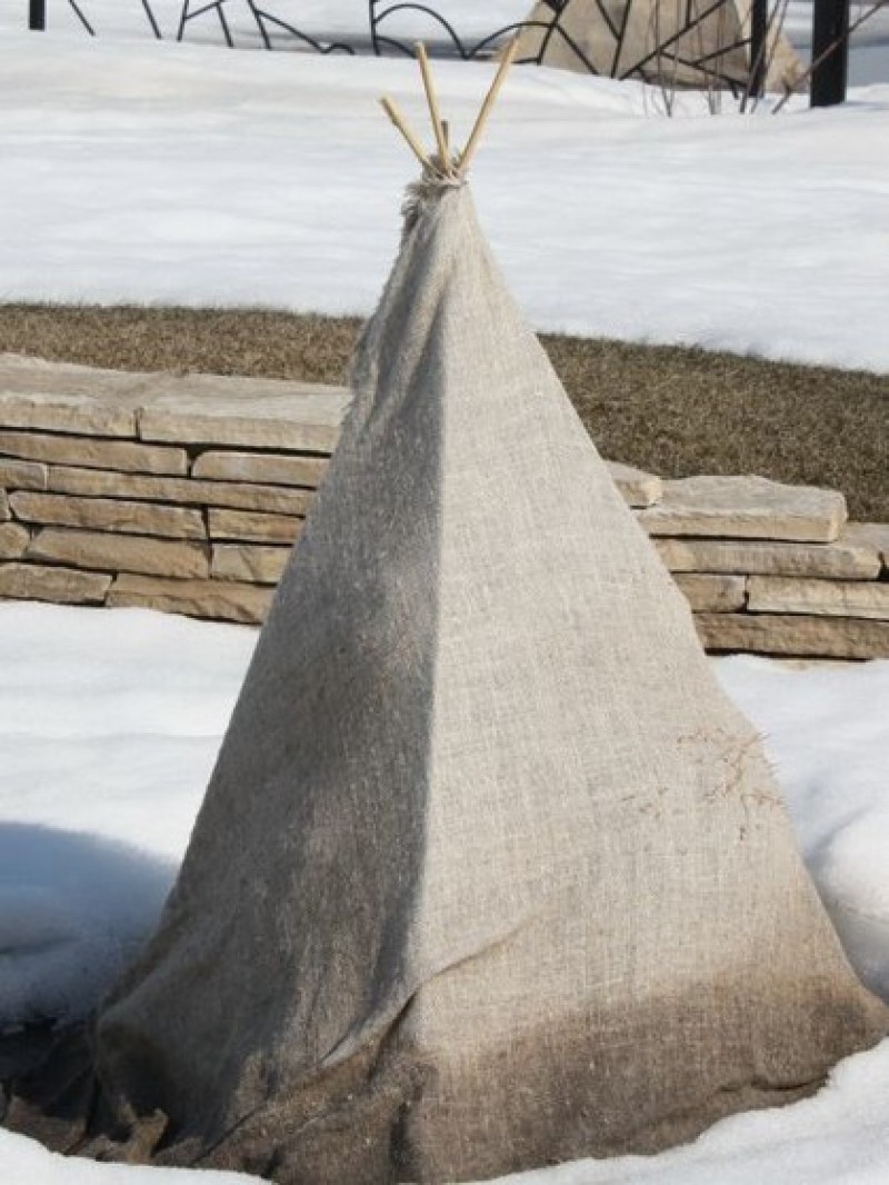 Зимнее укрытие туи мешковиной. Укрытие туи смарагд. Туя западная смарагд укрытие на зиму. Укрытие на дереве. Укрытие шаровидной туи мешковиной.