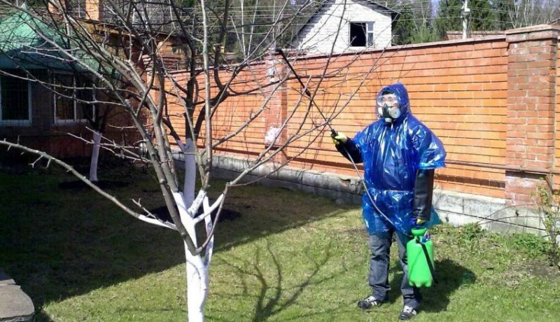 Гнилое дерево