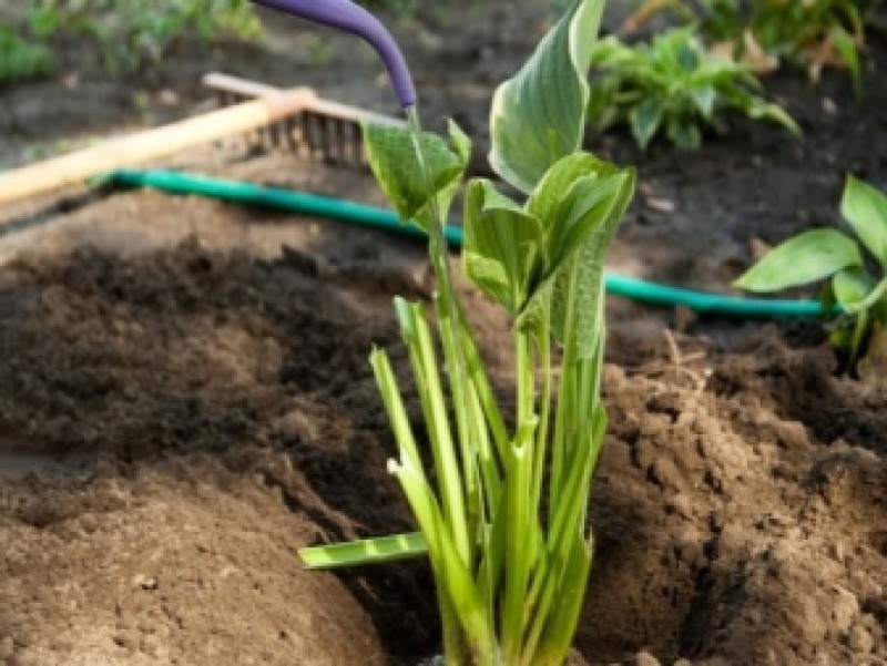 Хоста подкормка летом. Хоста полив как часто. Полив хосты. Хоста tidewater. Хоста холи моли.