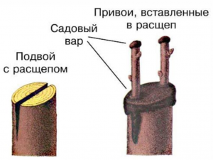 Три простых способа привить абрикос для новичков в садоводстве