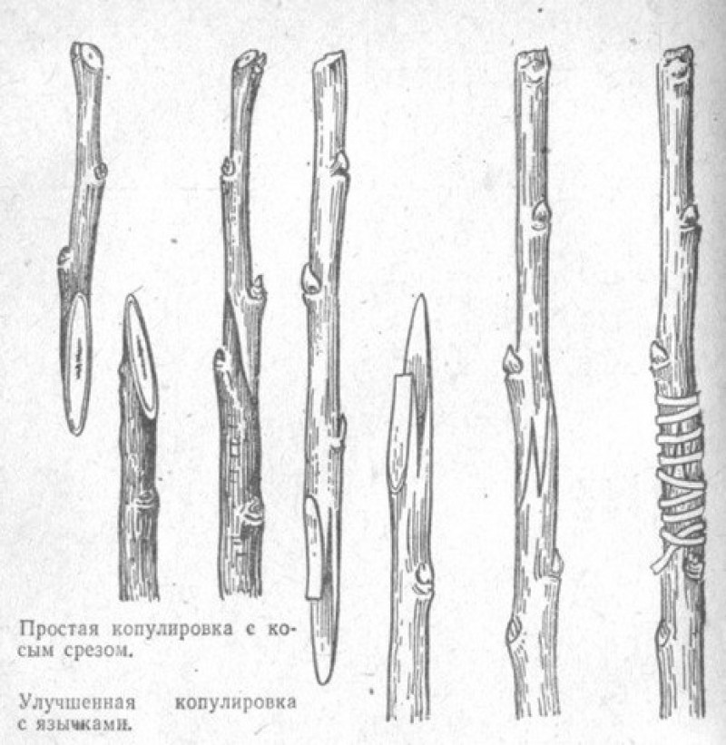 Прививка в узел