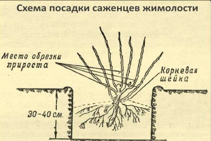 Как обрезать жимолость весной схема