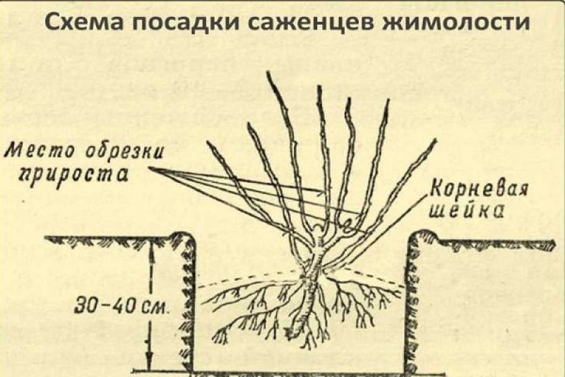 Подкормка жимолости весной схема