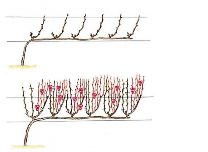 Горизонтальный кордон винограда схема