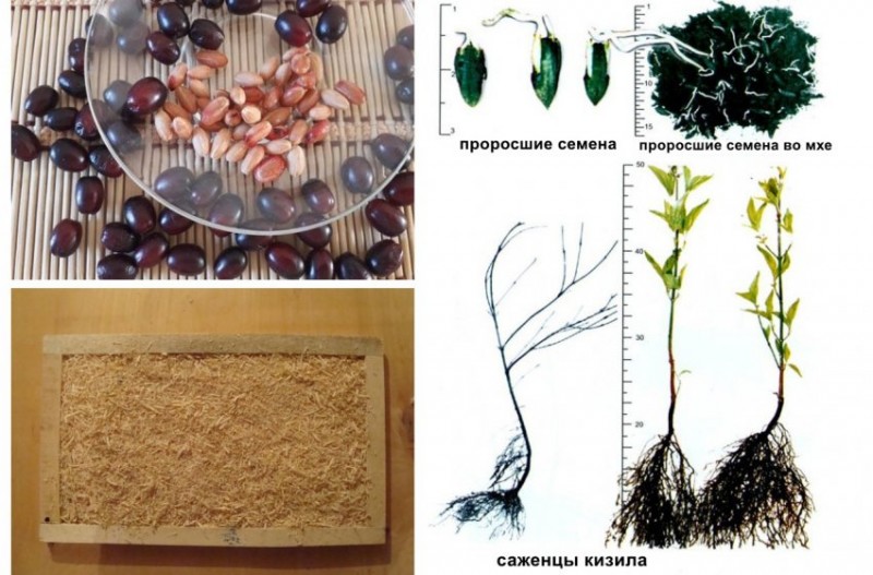 Схема посадки кизила