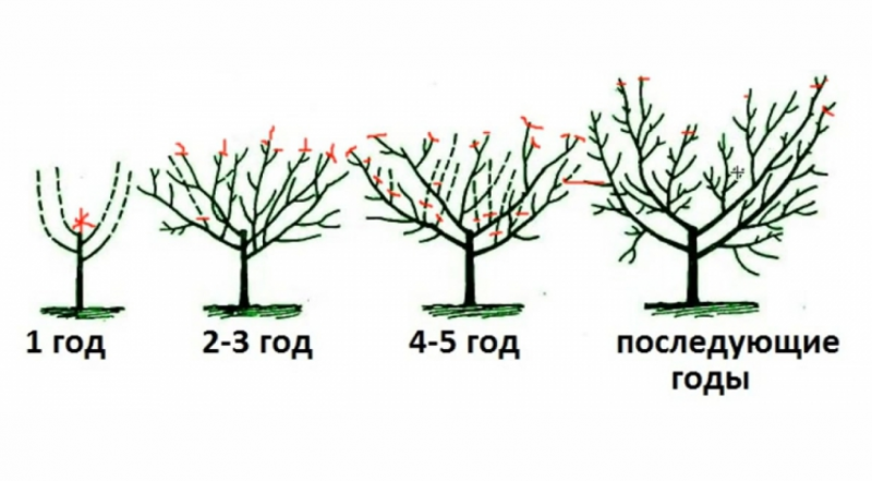 Обрезка персика 3 года. Персик обрезка весной схема. Обрезка абрикоса весной схема. Правильная обрезка персика весной схема. Формировка кроны персика.