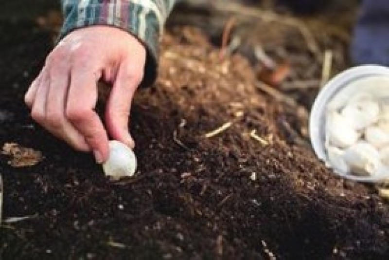 Time of planting. Посадка озимого чеснока. Чеснок под зиму. Сажаем чеснок под зиму. Посев чеснока под зиму.