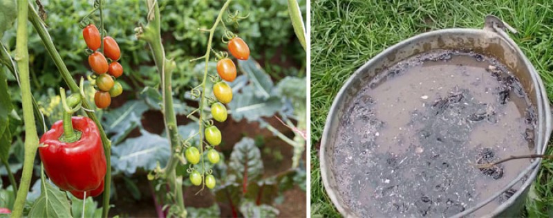 Подкормка томатов дрожжами. Можно ли поливать рассаду помидор золой. Зола для помидор. Поливать рассаду. Рассада виктории.