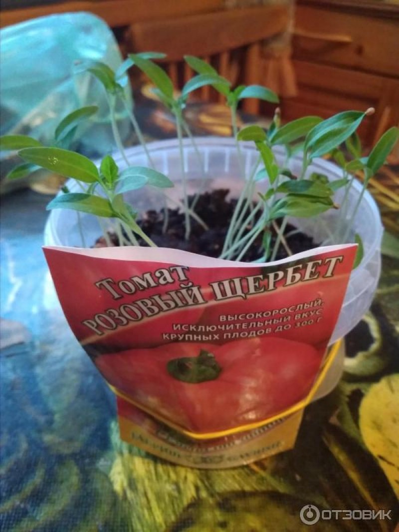 томат щербет