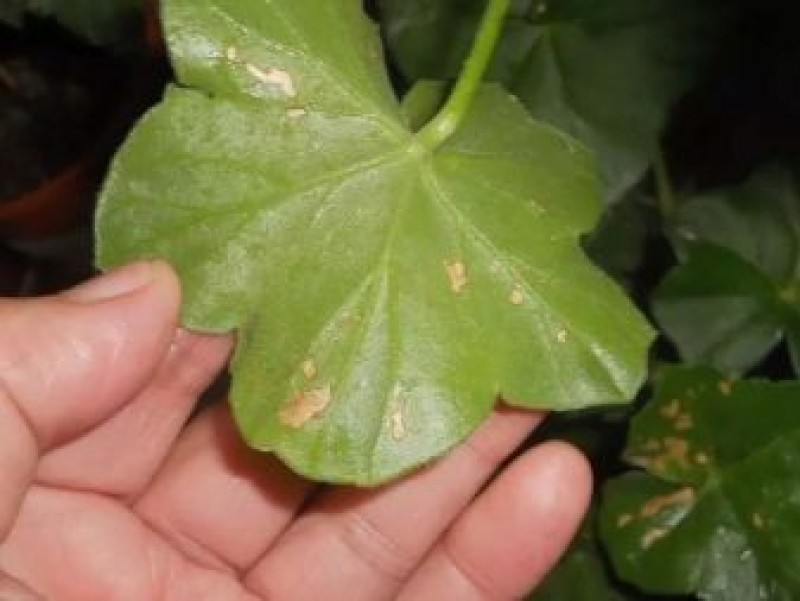 пятна на герани. альтернариоз пеларгонии. эдема плющелистной пеларгонии. пятна на герани. пятнистость листьев пеларгонии.