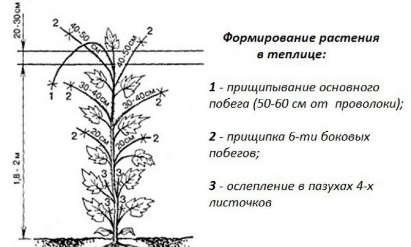 Огурцы в теплице схема